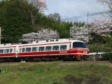 満開の桜と特急こうや30000系